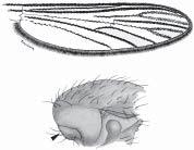 SOUTHEAST ASIAN J TROP MED PUBLIC HEALTH PLATE 3 KEY TO THE SERIES AND THE SPECIES GROUPS OF SUBGENUS ANOPHELES From PLATE 2: Wing entirely