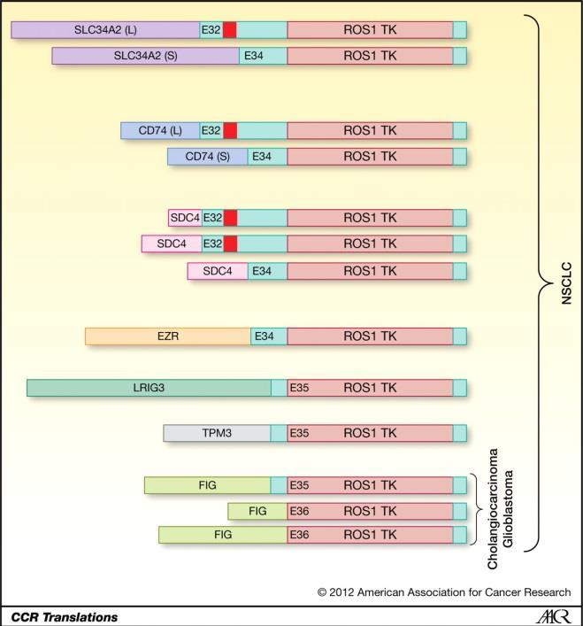 ROS1 ROS proto-oncogene 1 (ROS1) gene, chromosome 6q22.