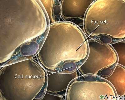 Fat Cells X 40 Fat cells are made of