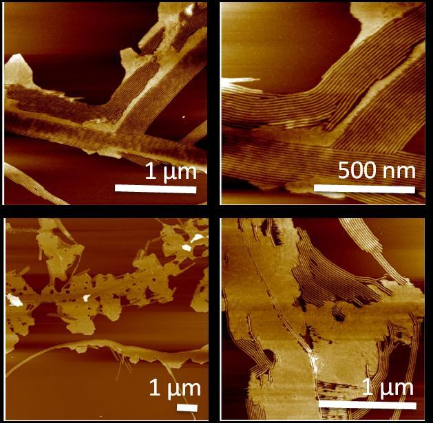 Figure SI-8. Representative AFM height profile images obtained from PEO 45 -b-pcl 24 samples containing PCL 10 homopolymer chains (10% w/w).