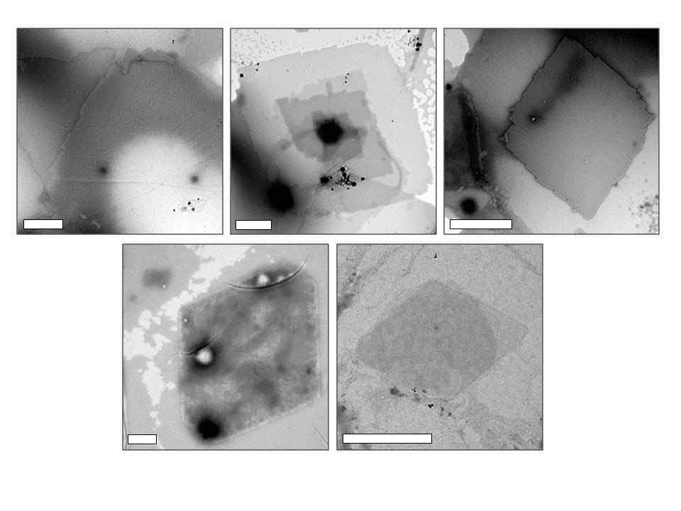Figure SI-4. TEM images of lamellar products formed from block copolymer spheres containing PCL 10 homopolymer chains (10% w/w).