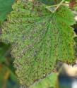 Mycosphaerella leaf spot and other fungal diseases in organic black currant production in Norway Black currant diseases in Norway Black currant reversion virus Anthracnose (Drepanopeziza ribis)