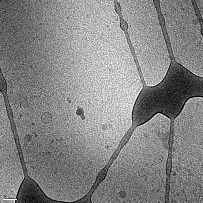 Fig. S6 Cryo-TEM image of RNP-C in the presence of HSA.