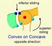 concave joint surface will move on a fixed convex surface in the same direction the body segment is moving Therefore, the concave joint surface moves in