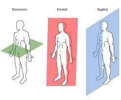 The Frontal Plane Passes through the body from side to side Divides the
