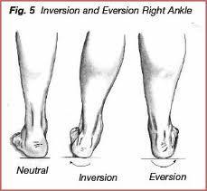 Fundamental Motions that occur at Synovial Joints Inversion and Eversion Inversion and eversion are terms specific to the ankle joint Inversion is adduction