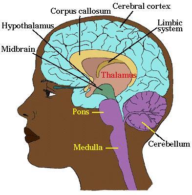 Basic structure of the brain Cerebral cortex / frontal lobes: Thinking, analytical, concepts, reflection (conscious) Limbic: non-verbal relational, emotional memory,