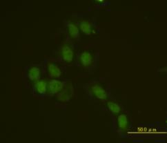 time. (c) Representative immunofluorescence images of phosphorylation at S39; (green),