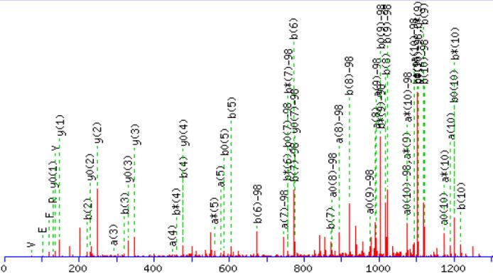 % Phosphorylation of Relative expression a b c 3.5 3 2.5 2 1.5 1.5 MCF-7 KPL-3C ZR--1 PKCa PKCe CAMK2 1 nm 1 mm ERAP ps39- siegfp sipka - + + - + - - + - - + + 1.