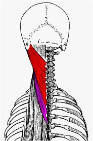 ANATOMY Splenius capitis is a broad, strap-like muscle located in the back of the neck. It connects the base of the skull to the vertebrae in the neck and upper thorax.