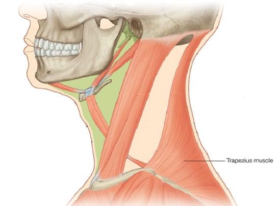 Trapezius is a flat, triangular muscle that covers the back of the neck, shoulders and thorax.