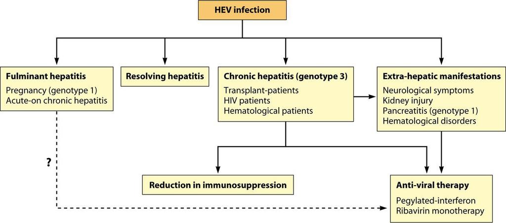 Different patterns of hepatitis E virus infection.