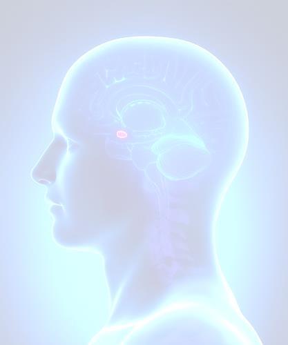 Amygdala & Trauma Dominates awareness Holds memory when hippocampus