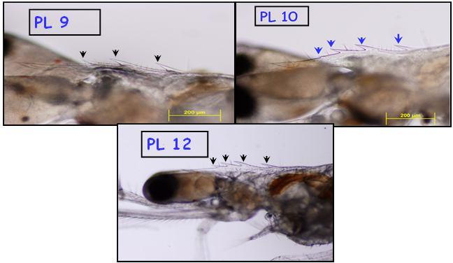 recommended, particularly for low salinity waters. Larval stage is identified based on the number of spines found in the dorsal aspect of the rostrum (Figure 1).