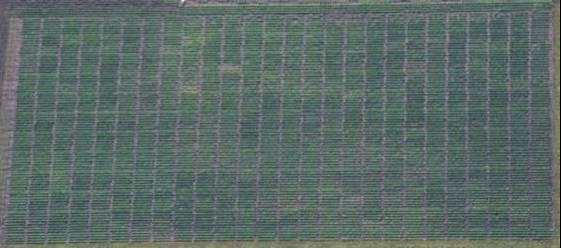 ISU SCN-resistant Soybean Variety Trial Program 4-row, 5.2-meter-long plots replicated 4 times per location (center 4.