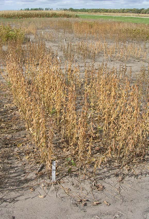 field infested with SCN - 2006