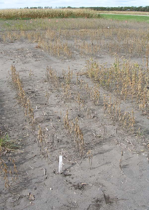 , ND susceptible soybean variety