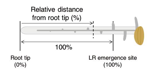 www.plntroot.org 5 Histologicl nlysis of LRs: The thickest LR mong the LRs tht emerged 4 d following 1%, 5%, 6%, 8% nd 1% root-cutting in ech plnt were smpled.