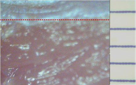 (Figure 2A. Skin coagulation point was not observed in the enlarged photo of skin from untreated control group (Group I).