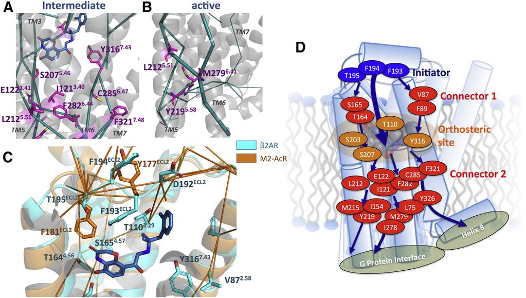 Allosteric Pipelines in GPCR Activation 431 FIGURE 6 (A) Allosteric network of residues in the intermediate state between the ligand-binding site and connector residues in TM3, TM5, TM6, and TM7.