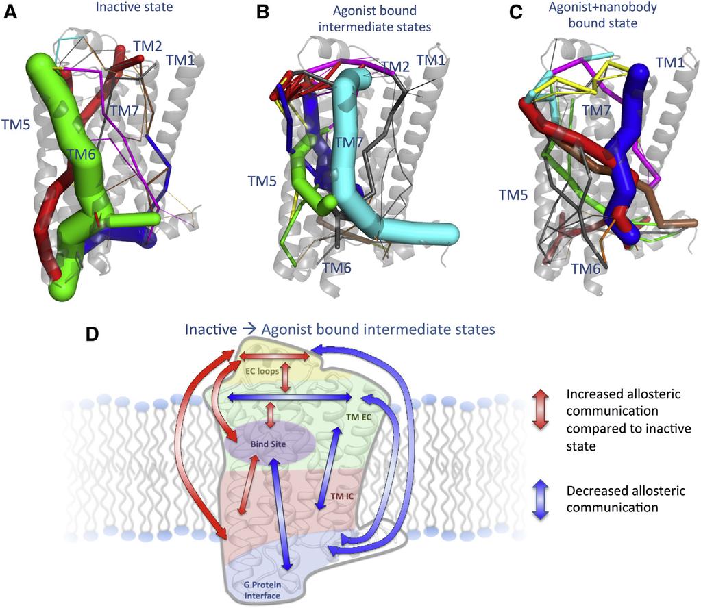 Allosteric Pipelines in GPCR Activation 425 termini with a high overlap (see Materials and Methods) were clustered into channels, which we term allosteric pipelines. Fig.