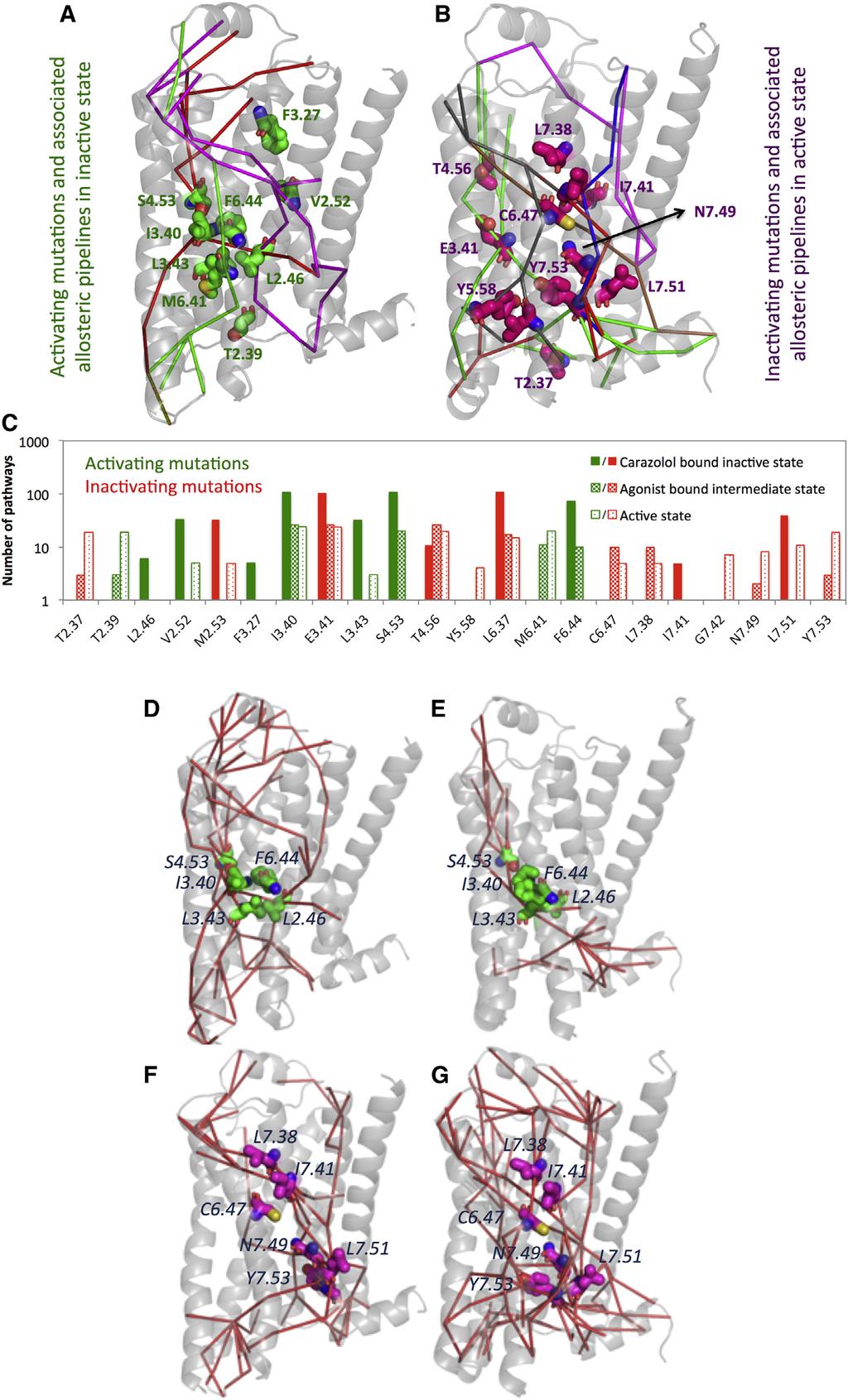 Allosteric Pipelines in GPCR Activation 427 FIGURE 3 (A) Positions of mutations in the literature that increase the agonist-mediated activation, constitutive activity, or thermostability of the