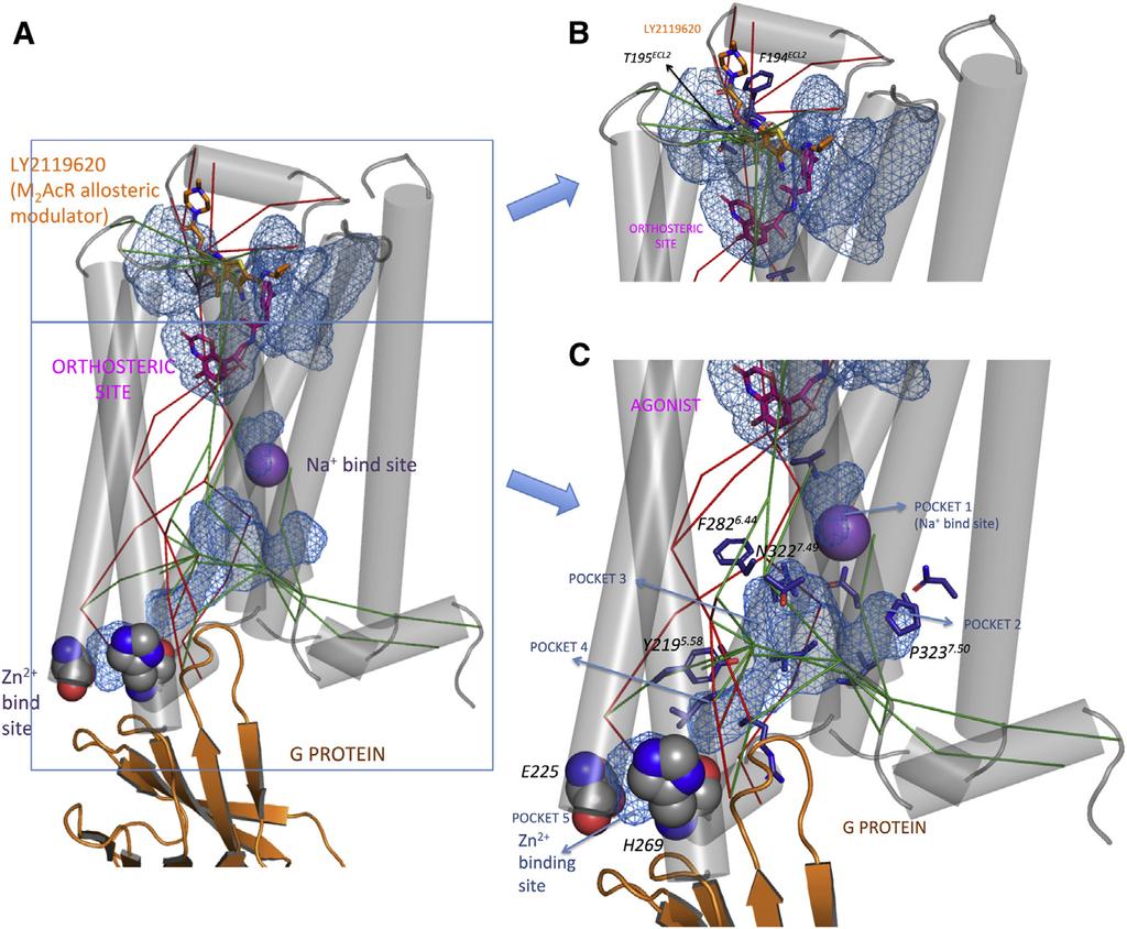 Allosteric Pipelines in GPCR Activation 429 terminus that couples to b-arrestin (35). T110 3.29, which is located in the agonist-binding site one turn above D113 3.