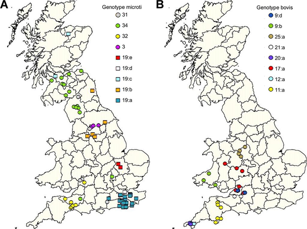 2556 SMITH ET AL. J. CLIN. MICROBIOL. FIG. 2. Geographical localization of the common M. microti genotypes of all hosts and the common M. bovis genotypes of cats.