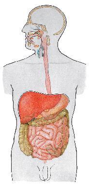 The Digestive System 1.