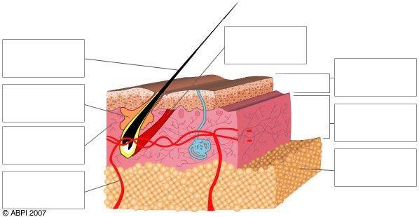 Skin 1. Label the diagram below. Epidermis, sebaceous gland, erector pili, dermis, subcutaneous layer, hair 2.