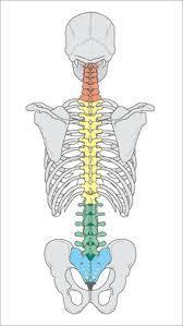 Skeletal System 1. Label the diagram below to show the different sections of the spine and how many vertebrae make up each section.