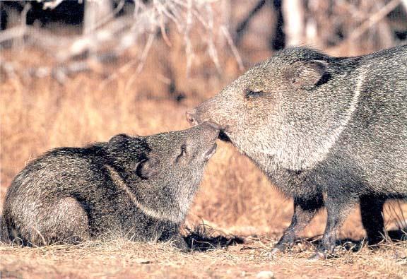 Fig. 2. Collared peccaries during social interaction. [http://bss.sfsu.