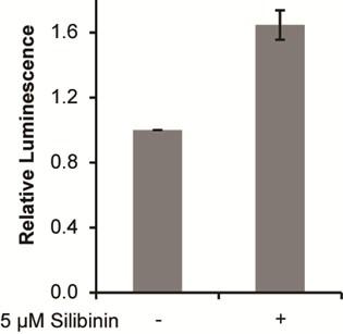 Figure S3 Cells expressing S20G-N65 were incubated without or with 5 μm silibinin.