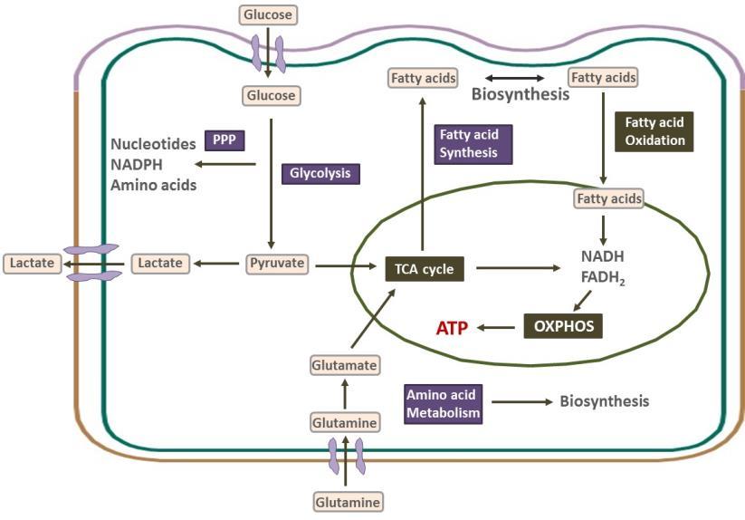 Summary Cells rewire metabolic pathways to adjust to changing requirements Glycolysis Bioluminescent Tools for monitoring such changes Glutaminolysis Fatty acid/lipid biosynthesis TCA Cycle Pentose