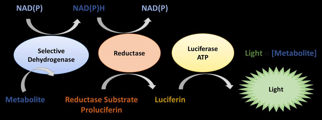 Metabolite Detection Technology In Reformulated, Liquid Format, Luciferin Detection Solution Lactate Glucose Glutamate Glutamine Metabolite Assays use dehydrogenases selective for each metabolite The
