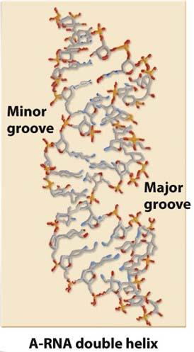 12 2' OH group hinders formation of a B type helix.