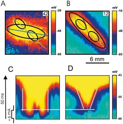 3476 Sidorov et al. Images of the transmembrane potential distribution as a function of time are presented in Fig. 4 E.
