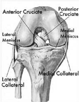 ACL Reconstruction Surgery Four ligaments connect the femur to the tibia and allow for stabilization and control within the knee: the anterior cruciate ligament (ACL) the posterior cruciate