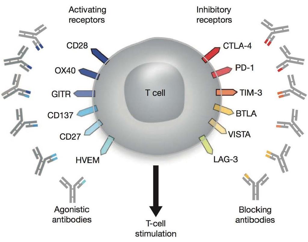 The landscape of T cell