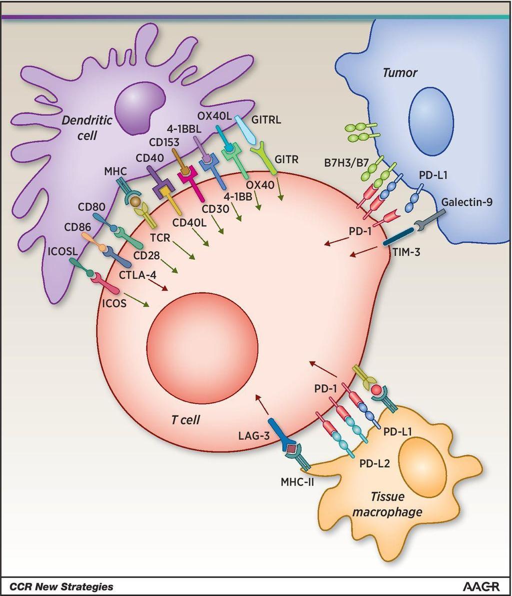 T lymphocytes are activated and negatively regulated by immune checkpoints.