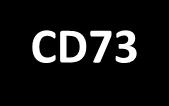 CD73 is a critical checkpoint in the production of adenosine, which has been