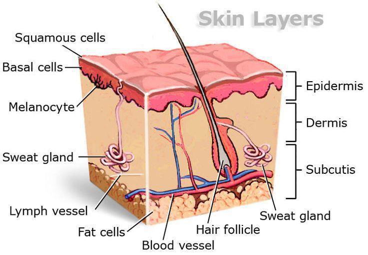 Subcutanus mycoses Fungal Infections that penetrate the dermis and