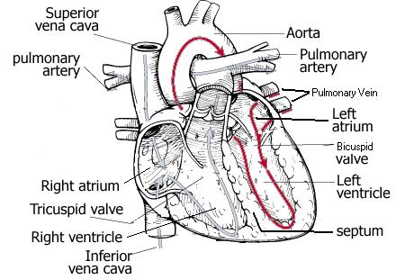 It carries oxygenated blood around the body in the arteries, and deoxygenated blood back to the heart along the veins; the pulmonary circuit includes the heart and lungs.