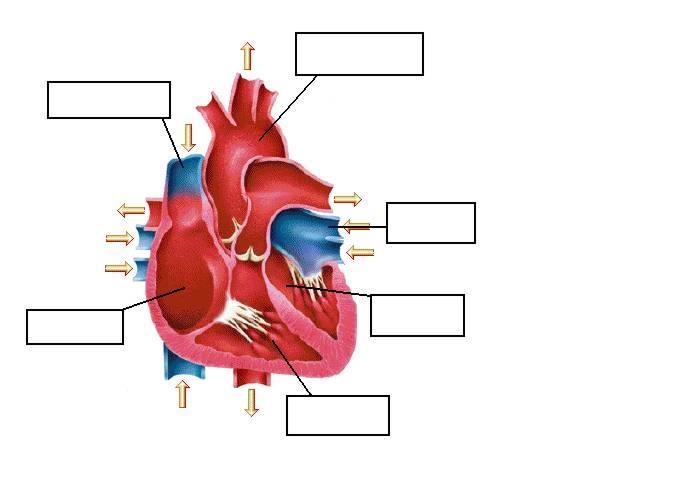 WORKSHEET E LABEL THE PICTURE Label the picture below, using the following words or expressions: vein from the lungs vein from the body right atrium artery to the body left ventricle right ventricle