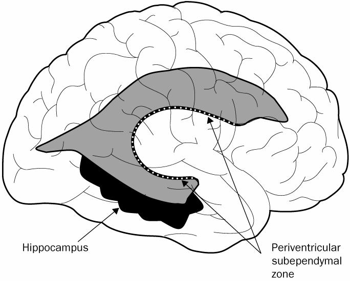 Neural Progenitor Cells in Adult Brain Dennis A Steindler, David W Pincus