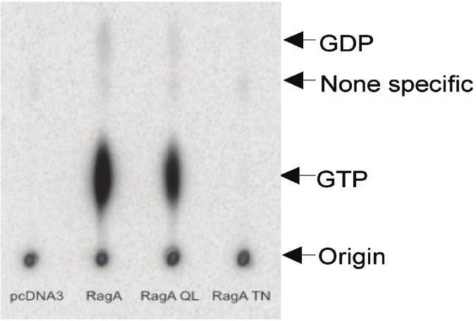 Figure S1 Nucleotide binding status of RagA mutants. Wild type and mutant forms of MycRagA was transfected into HEK293 cells and the transfected cells were labeled with 32 Pphosphate.