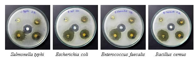 Antibacterial susceptibility test: The disc diffusion method was used to screen the antibacterial activity.