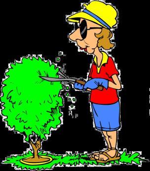 pruning: Motor & Sensory areas Language & Spatial Skills Attention