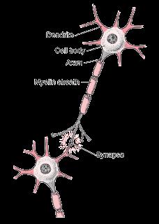 Neurons Neurogenesis (proliferation) Neuron migration Neuron growth