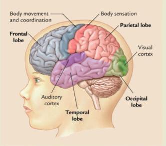 period Regions of the Cerebral Cortex Develop at different rates